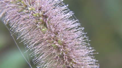 狗尾草上的露珠特写