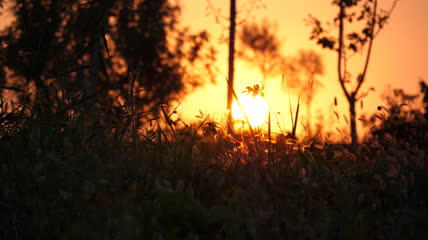 夕阳草地