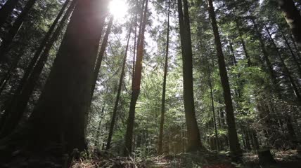 漂亮的绿色森林实拍