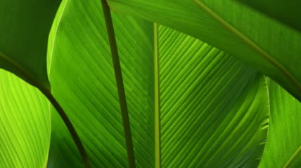 热带的植物特写
