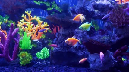 热带鱼在鱼缸中游弋实拍
