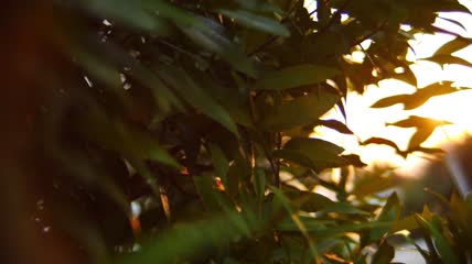 日落天空上美丽的阳光透过树叶照耀实拍