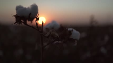 日落下的棉花地特写