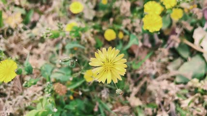 日系色调小黄花特写