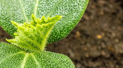 青黄瓜植物种子生长延时实拍