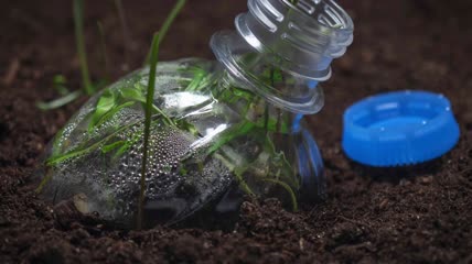 植物生长发芽延时实拍
