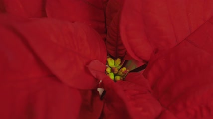 圣诞花红色一品红特写