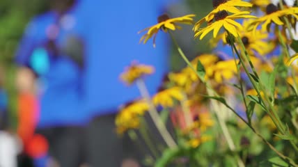 盛开的菊花特写