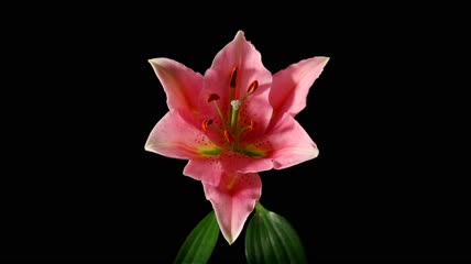 花开放延时实拍