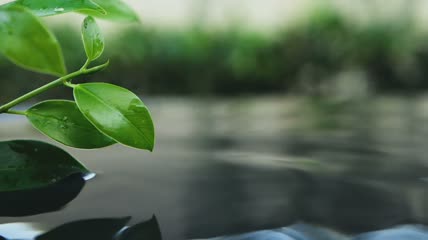 水面上的绿叶特写