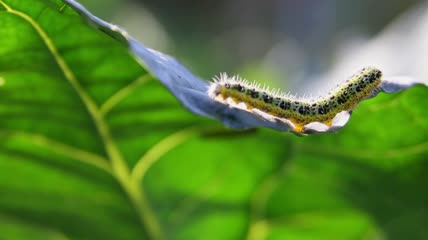 树叶上的毛毛虫特写