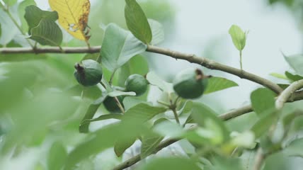 树枝上的新鲜番石榴特写