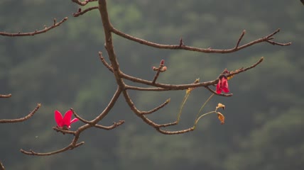 树枝上绽放的红花特写