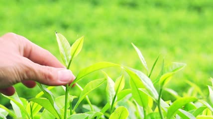 斯里兰卡高地种植园采茶的妇女收获特写