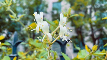 随风摇摆的金银花特写