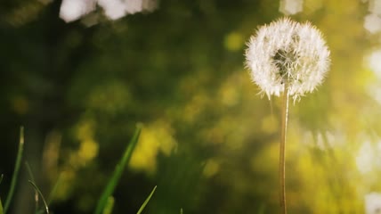 随风摇曳的白色蒲公英特写