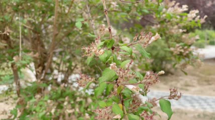 随风摇曳的花枝特写