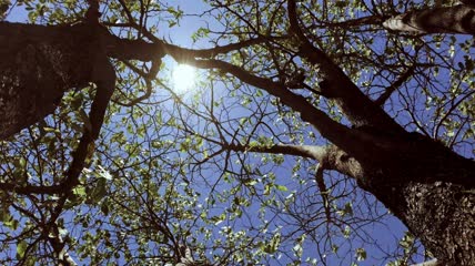 太阳穿过一棵树仰拍
