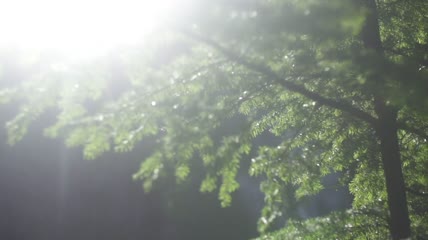 太阳照耀在被风吹动的树枝上实拍
