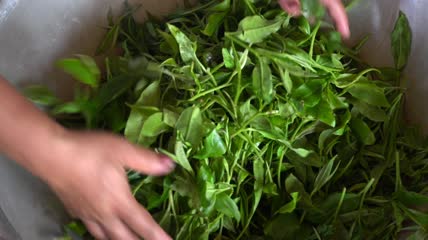 特写新鲜茶叶
