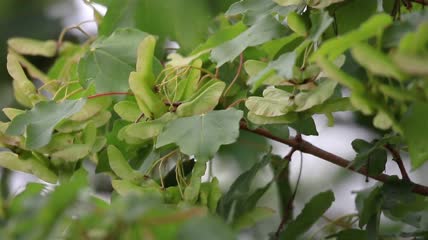 田野枫树枝叶和果实特写