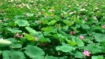 微风中的一池莲花特写