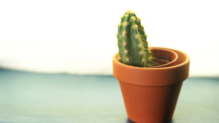 盆栽里的仙人掌多汁植物特写