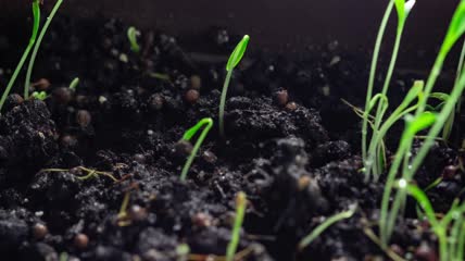 香菜芽破土而出延时实拍
