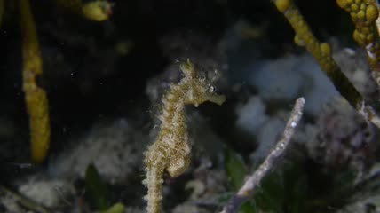 小短头海马晚上在海草周围活动特写