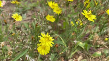 小黄花4k视频