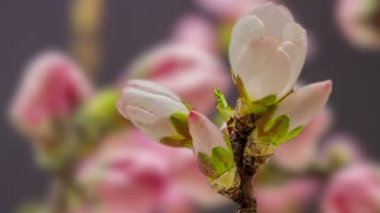 杏花开花的特写镜头