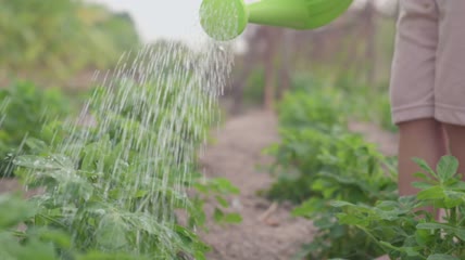 学前班亚洲小男孩学习浇灌植物特写