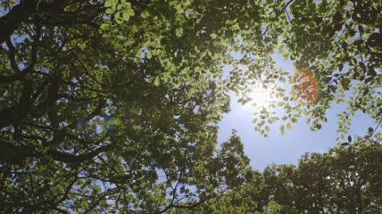 阳光里的树叶实拍
