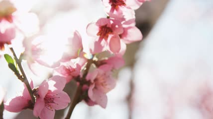 阳光照耀在粉红色的花上特写