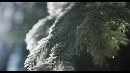 清晨一棵冰冻的树的特写镜头