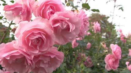 花园里粉红色的玫瑰花丛特写