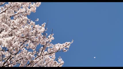 樱花4k视频