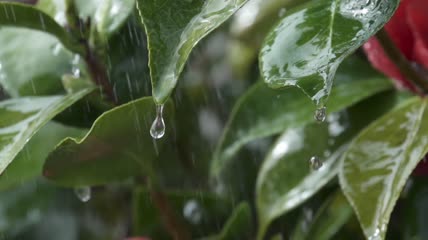 雨水冲刷着山茶树叶特写