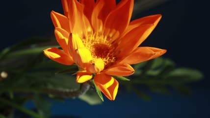 绽放的花4k延时实拍