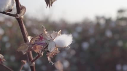 正在采摘棉花的女性特写