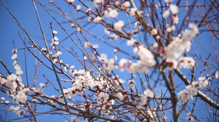 正在绽放的白色杏花特写