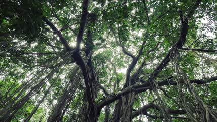 枝繁叶茂的大榕树实拍