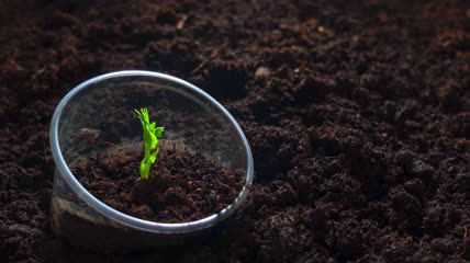 植物生长过程延时