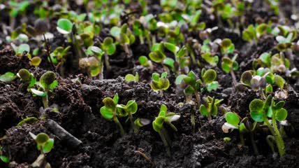 植物生长延时实拍