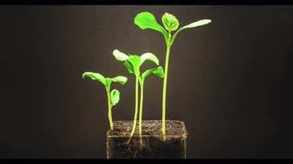 种子萌发过程延时实拍