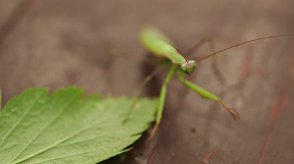 自然界昆虫的宏观摄影