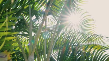 天空阳光透过棕榈叶实拍