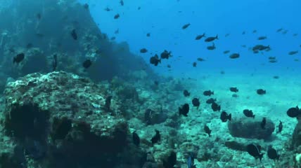 4k海底世界特写