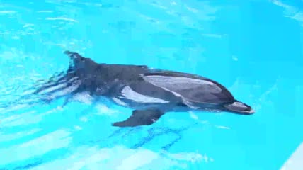 4k海豚睡觉特写