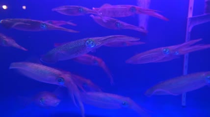 4K鱿鱼群在水下游泳特写